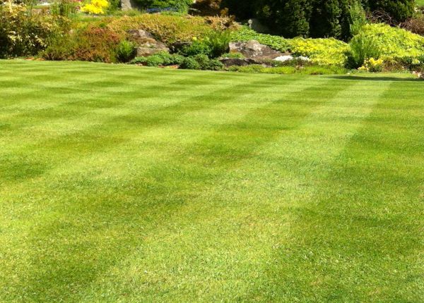 Commercial Grass Cutting in Sun City West