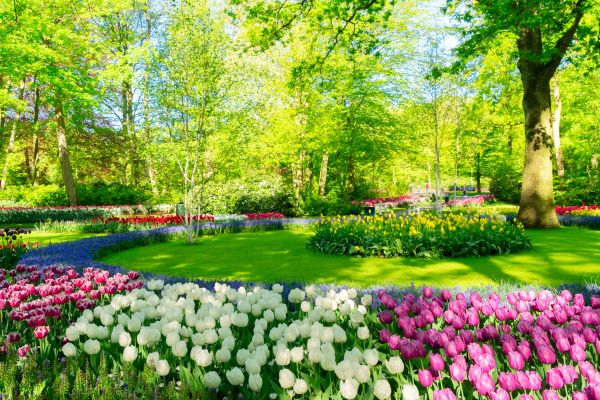 Spring Lawn Care in Sun City West