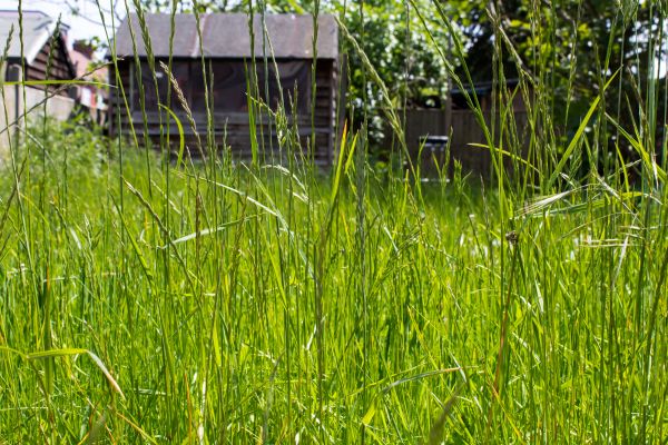 Overgrown Lawn Trimming in Sun City West