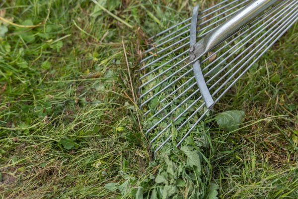 Thatch Raking in Sun City West
