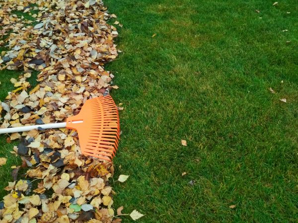 Fall Lawn Care in Sun City West